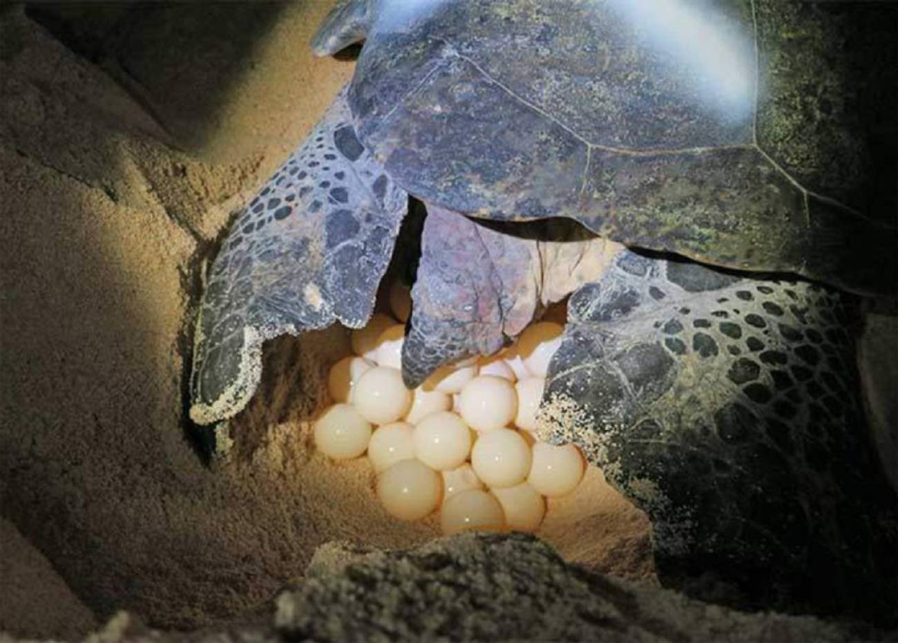 Encuentran de madrugada una tortuga desovando en una playa de La Manga