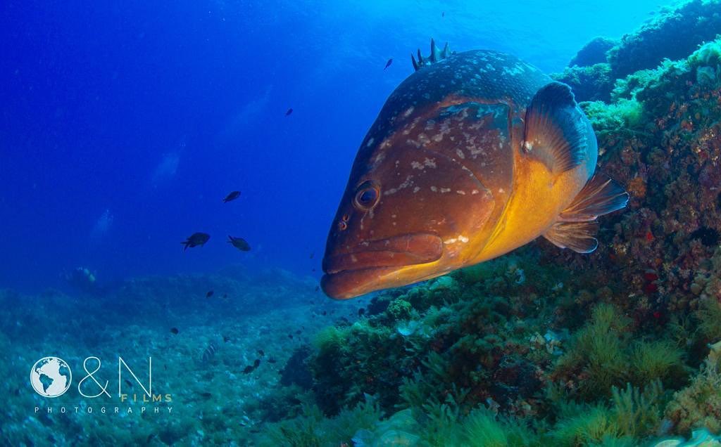 Club de Buceo Islas Hormigas