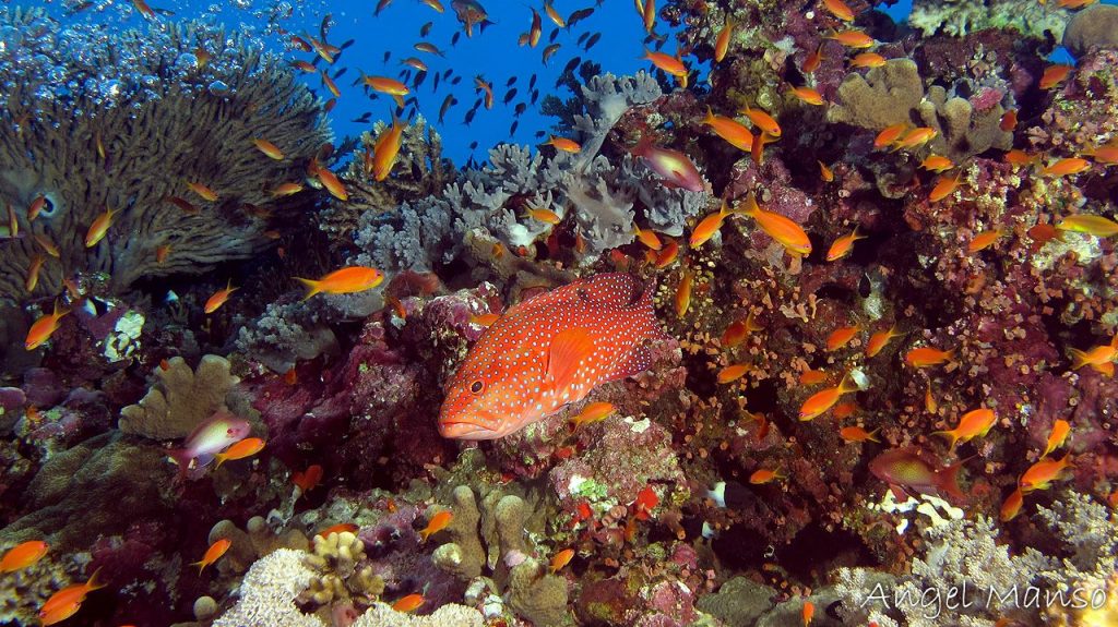 Centro de buceo Naranjito