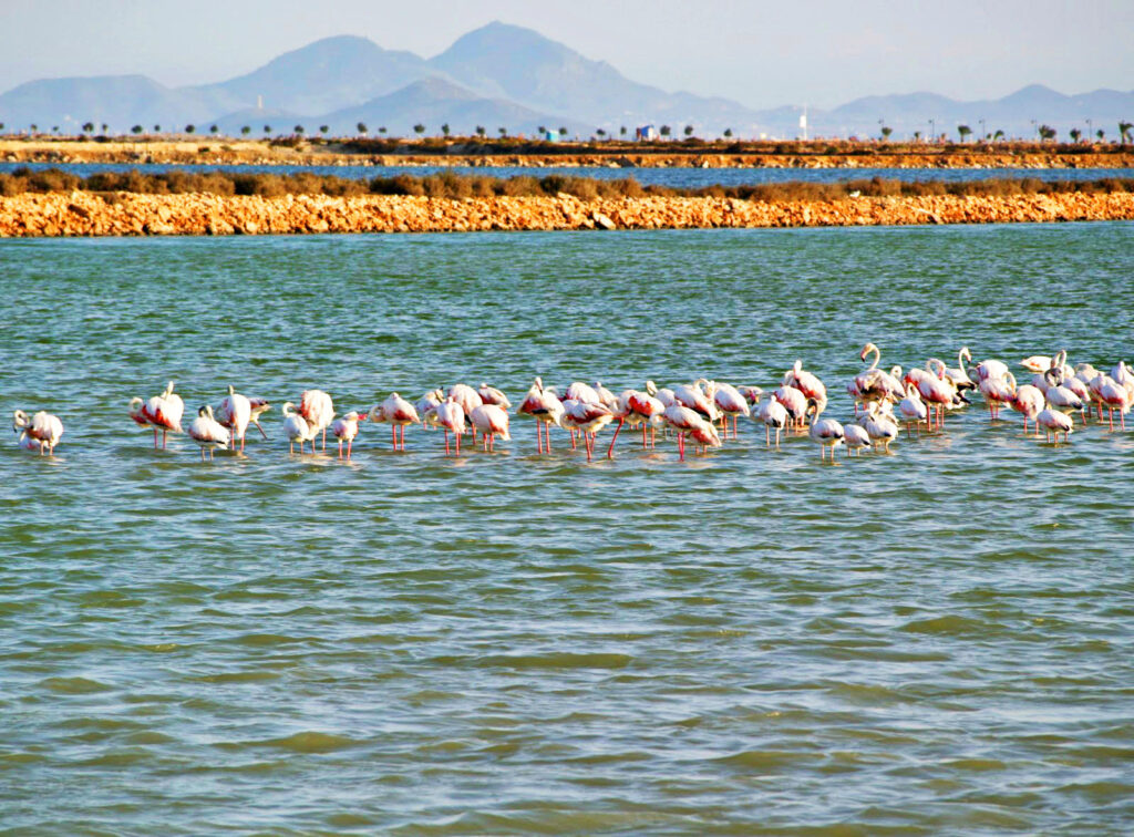 Las Salinas de Marchamalo