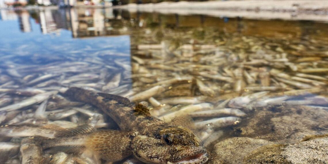Las situación del Mar Menor empeora…