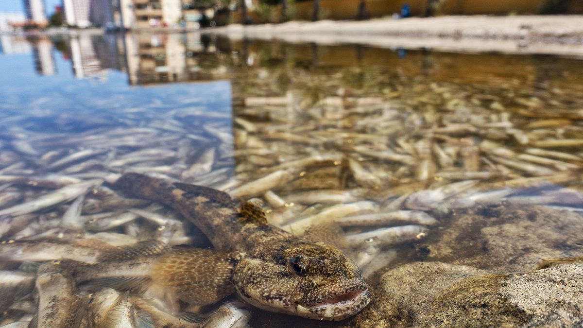 Las situación del Mar Menor empeora...