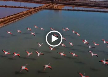 Video. Los Flamencos de las salinas de Marchamalo (La Manga) como nunca los habías visto!!
