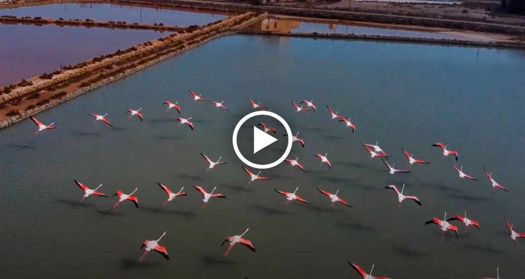 Video. Los Flamencos de las salinas de Marchamalo (La Manga) como nunca los habías visto!!