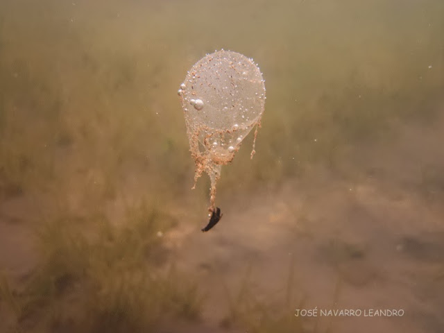 ¿Huevos de medusa? ¿huevos gelatinosos? ¿Qué son? Un misterio del Mar Menor resuelto.