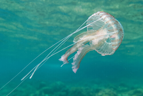 5 tipos de medusas que puedes encontrar en La Manga y Cabo de Palos (Mar Mediterráneo)